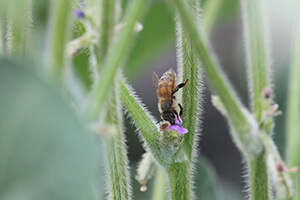 honey bee on crop