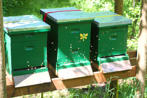 hive stand and hives