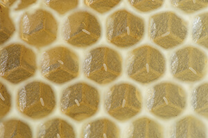 Honey bee eggs made by queen bee at the bottom of the wax cell,