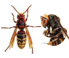 European Hornet and Asian Giant Hornet
