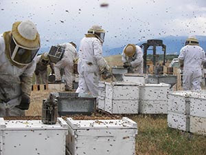 beekeepers in bee yard with hives