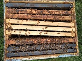 beehive frames with bees