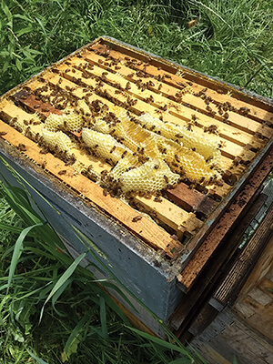 queen cells bee hive