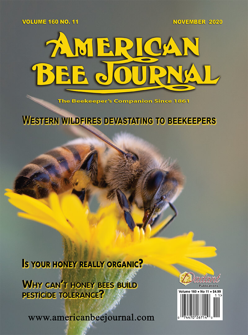 American Bee Journal November 2020 Cover