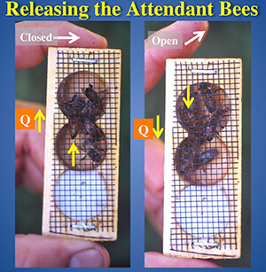 Queen Cage Honey Bees
