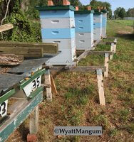 beehives on stands
