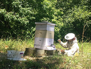 beekeeper checking beehive