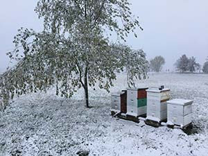 Winter snow beehives