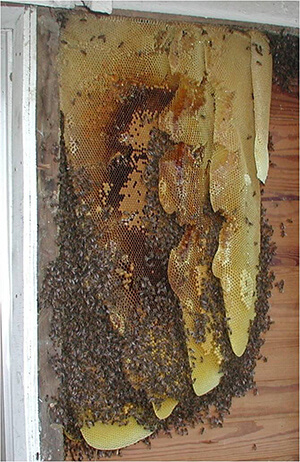 Honey Bees Comb