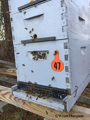 Honey Bees Robbing Honey