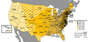 honey bee genealogy in United States