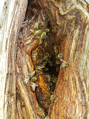 feral honey bees