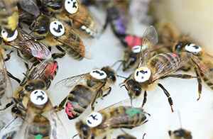 tracking honey bees