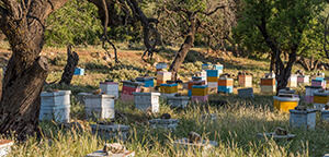 row of beehives