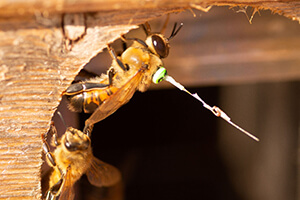 honey bee drones