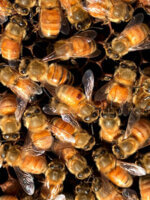 honey bees and varroa