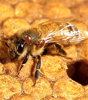 honey bee and varroa mites