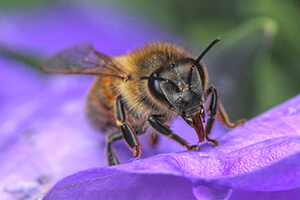 Honey Bee Tongues