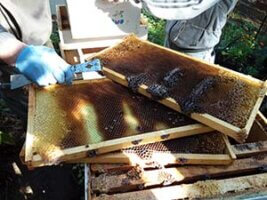 beekeeping bee hive