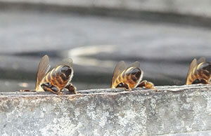 honey bees drinking water