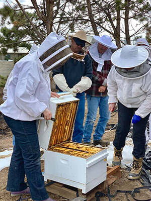 Spring Bee Hive Inspection