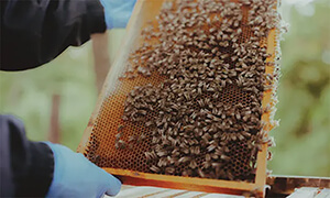 bees on frame