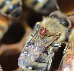 Braula fly on honey bee