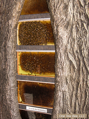 observation hive