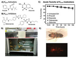 Antiviral Therapeutic for honey bees
