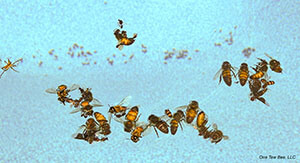 small image of bees