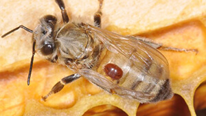 varroa on honey bee